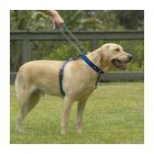 Blue Patento Pet Harnesses for Dogs